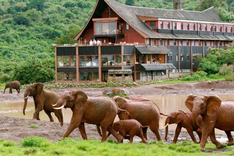 5 Days The Ark Aberdare, Lake Naivasha & Masai Mara Safari